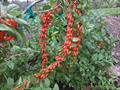 Chinese wolfberry